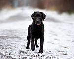 Собаки в Москве: Черный щенок лабрадора  Девочка, 50 000 руб. - фото 2