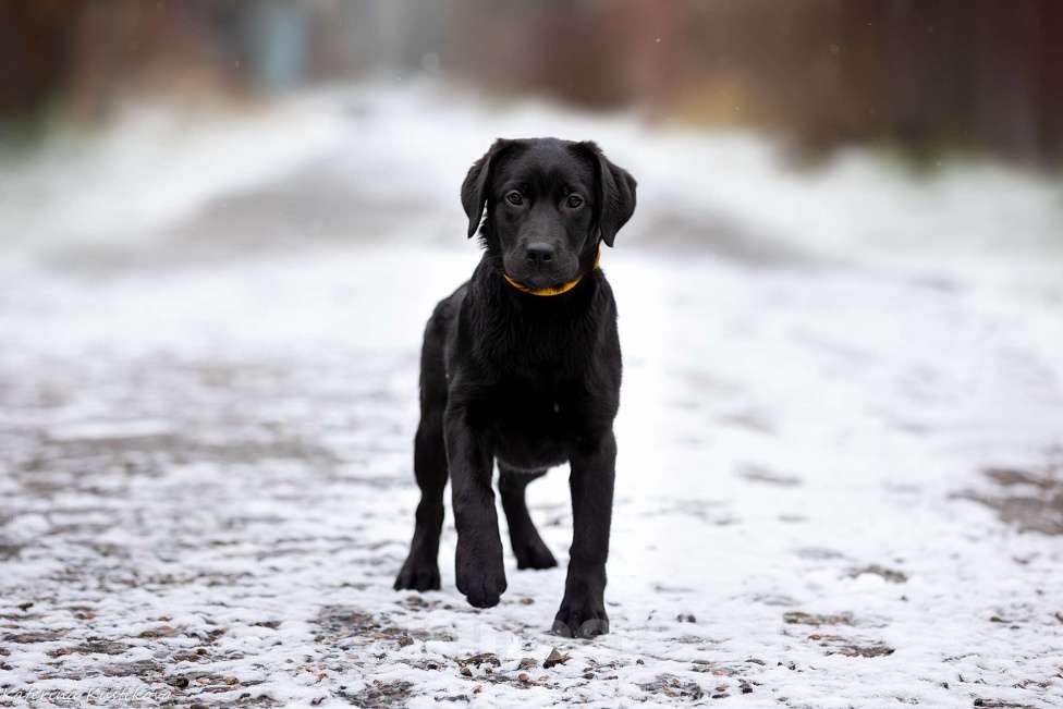 Собаки в Москве: Черный щенок лабрадора  Девочка, 50 000 руб. - фото 2