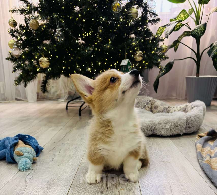 Собаки в Москве: Продажа щенков корги Девочка, Бесплатно - фото 6