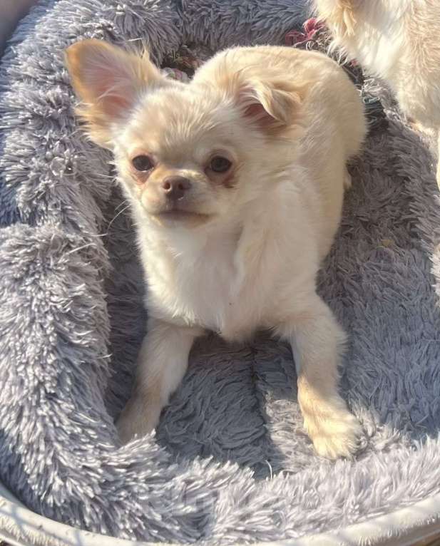 Собаки в Санкт-Петербурге: Питомник предлагает щенка чихуа Девочка, 45 000 руб. - фото 2