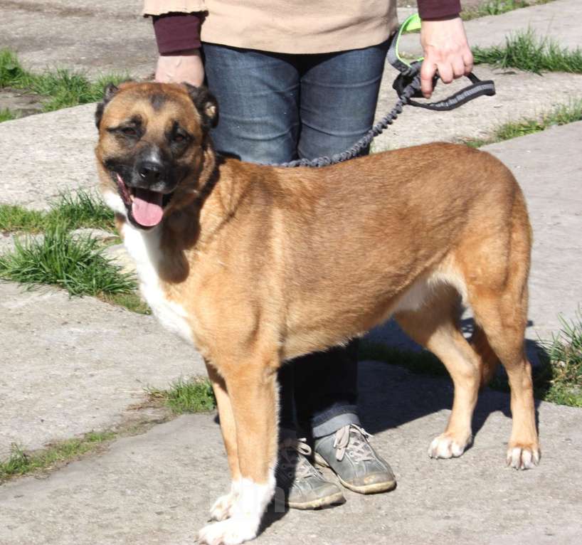 Собаки в Москве: Добраый, ласковый Тоша -собака компаньон очень ждет свою семью! Мальчик, Бесплатно - фото 1