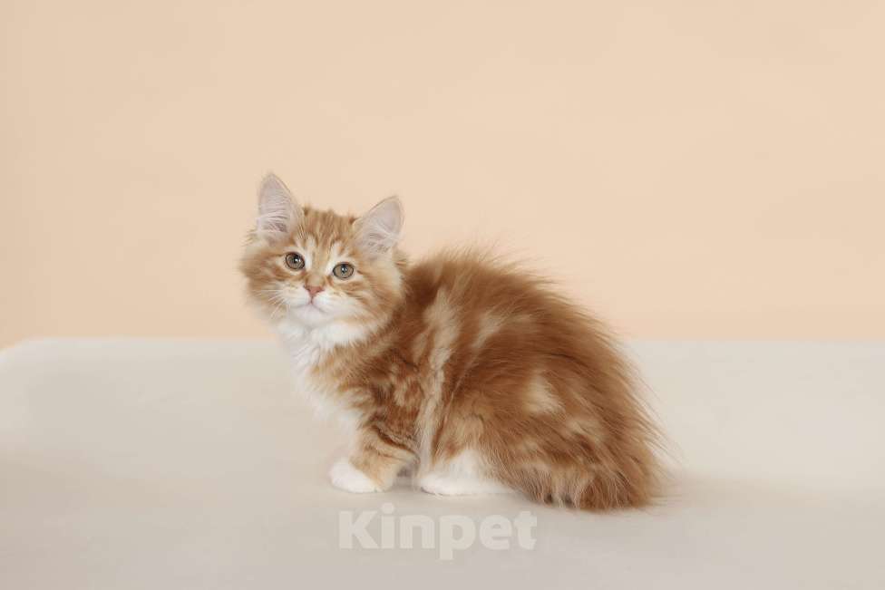 Кошки в Серпухове: Хурма Русские Цветы Курильский Бобтейл Девочка, 45 000 руб. - фото 7