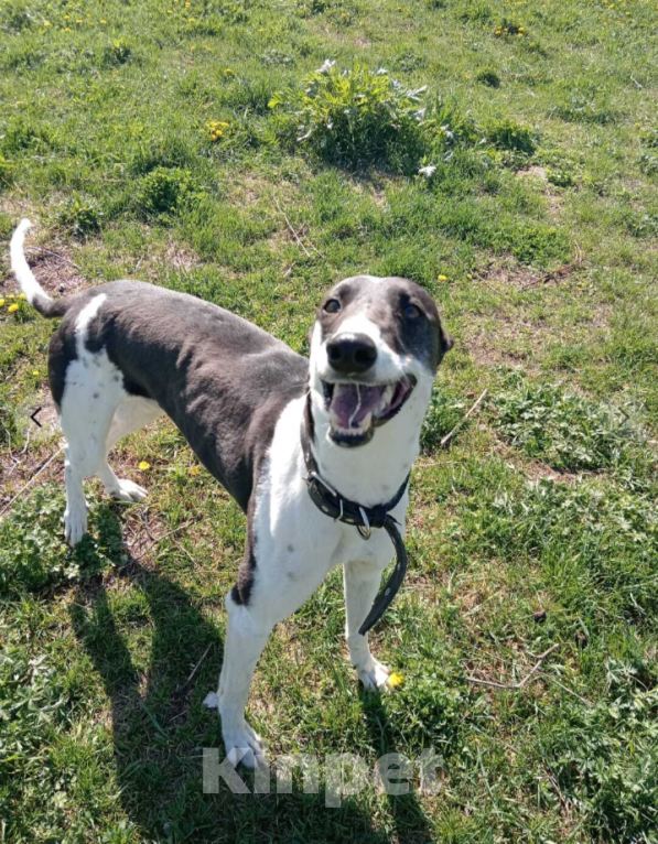 Собаки в Тамбове: Хантер  Мальчик, Бесплатно - фото 6