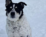 Собаки в Москве: Брошенный хозяевами Барни ищет дом! Мальчик, Бесплатно - фото 6