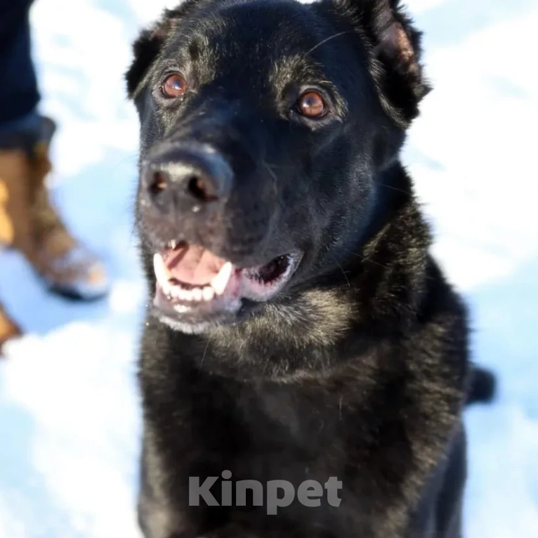 Собаки в Москве: Блэк всем сердцем ждёт свою семью Мальчик, Бесплатно - фото 1