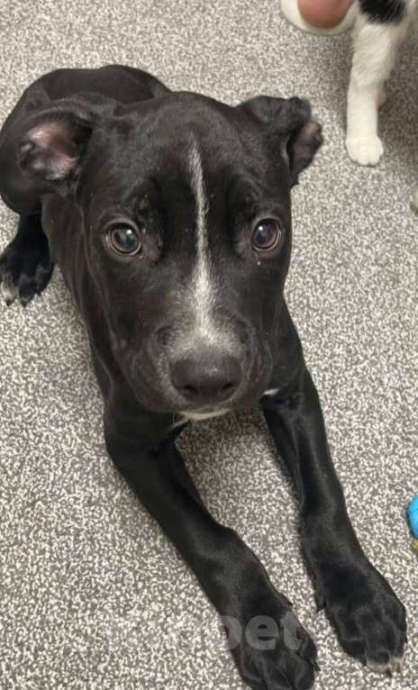 Собаки в Видном: Продам щенка Мальчик, 15 000 руб. - фото 3