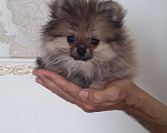Собаки в Тольятти: Мини шпицы  Мальчик, 25 000 руб. - фото 2