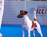 Собаки в Москве: Вязка гладкошерстный фокстерьер, 20 000 руб. - фото 1
