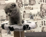 Кошки в Теберде: Шотландский чистокровный котёнок с паспортом девоч, 10 000 руб. - фото 6
