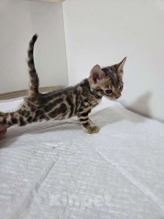Кошки в Красногорске: Бенгальские малыши  Девочка, 30 000 руб. - фото 2