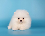 Собаки в Москве: Померанский той шпиц белого окраса Девочка, 45 000 руб. - фото 1