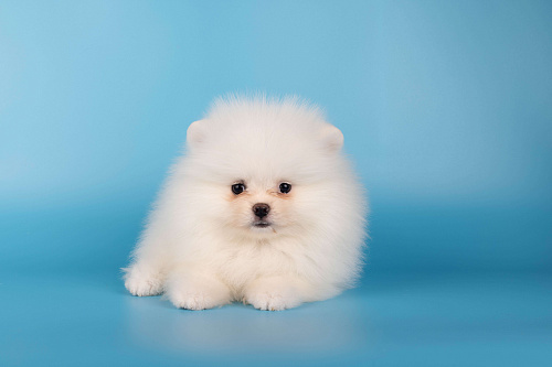 Померанский той шпиц белого окраса