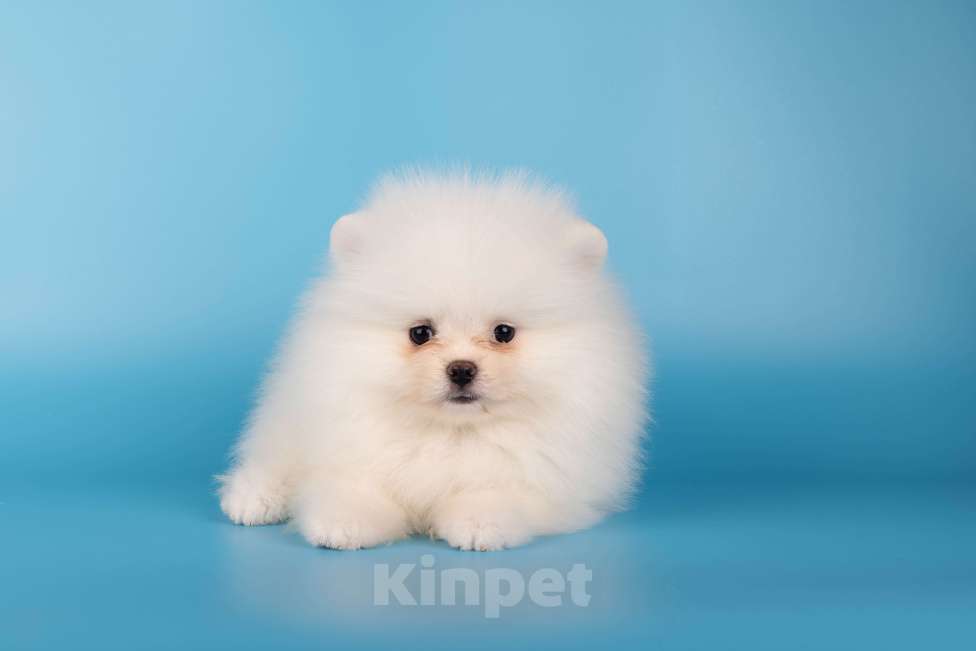 Собаки в Москве: Померанский той шпиц белого окраса Девочка, 45 000 руб. - фото 1