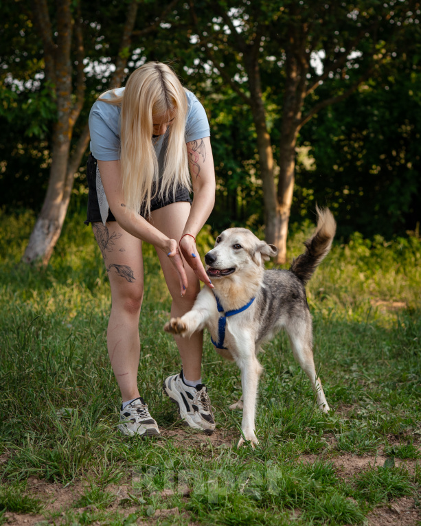 Собаки в Волоколамске: Ласковый мальчишка в поисках дома Мальчик, Бесплатно - фото 1