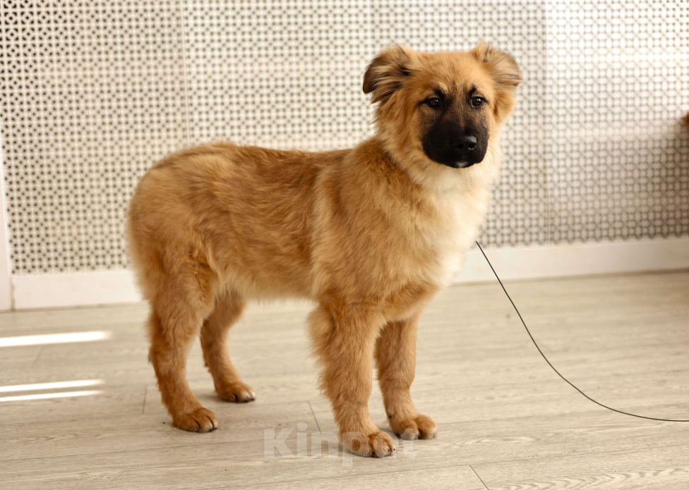 Собаки в Москве: Щенки бесплатно в Москве Мальчик, Бесплатно - фото 5