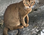 Кошки в Ставрополе: Найден абинский котик Мальчик, Бесплатно - фото 1