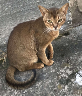 Объявление: Найден абинский котик, Бесплатно, Ставрополь