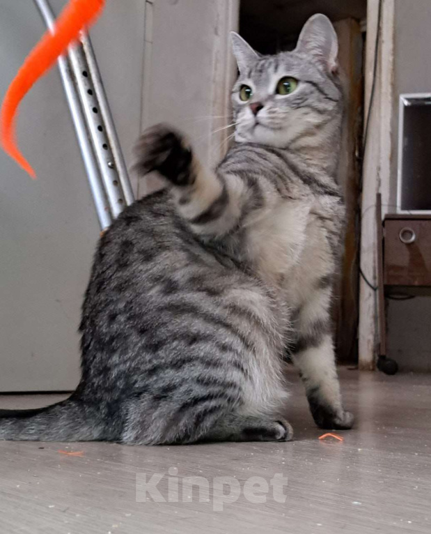 Кошки в Москве: Серенькая Лиза в полосочку создаст уют в вашем доме Девочка, Бесплатно - фото 1