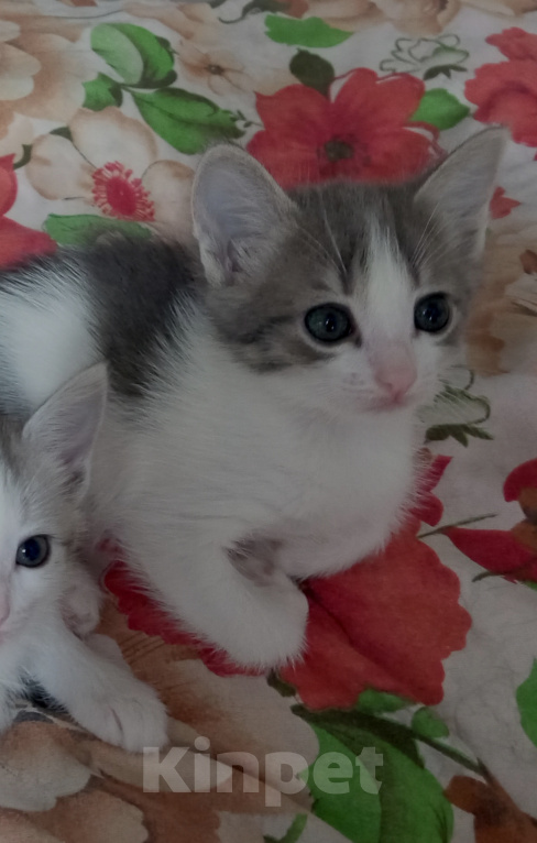 Кошки в Ульяновске: Котята в добрые руки. Разнополые, Бесплатно - фото 3
