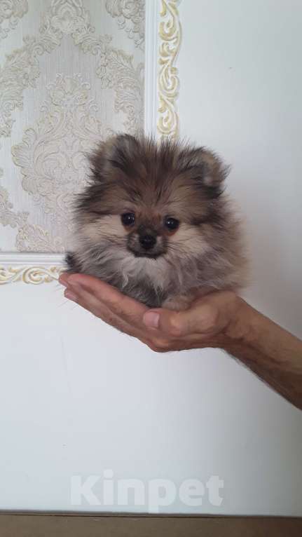 Собаки в Тольятти: Мини шпицы  Мальчик, 25 000 руб. - фото 2