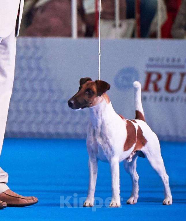 Собаки в Москве: Вязка гладкошерстный фокстерьер, 20 000 руб. - фото 1
