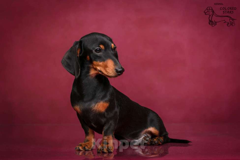 Собаки в Королеве: Мальчик кроличий.  Мальчик, 70 000 руб. - фото 3