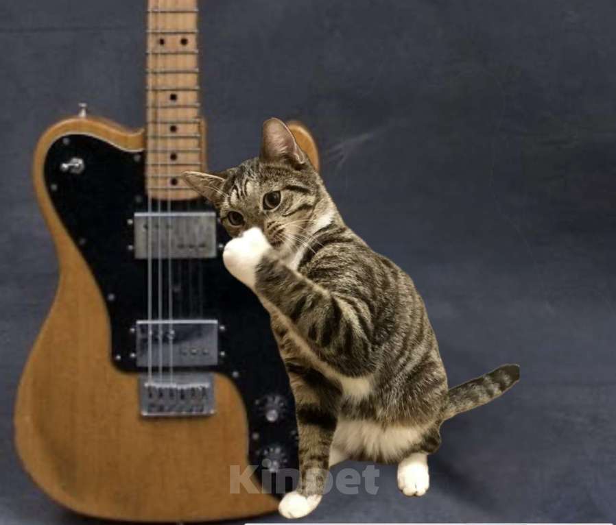 Кошки в Санкт-Петербурге: Котенок подросток Потап , стерилизован Мальчик, Бесплатно - фото 2