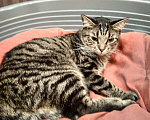 Кошки в Санкт-Петербурге: Котик Веня в добрые руки Девочка, Бесплатно - фото 1