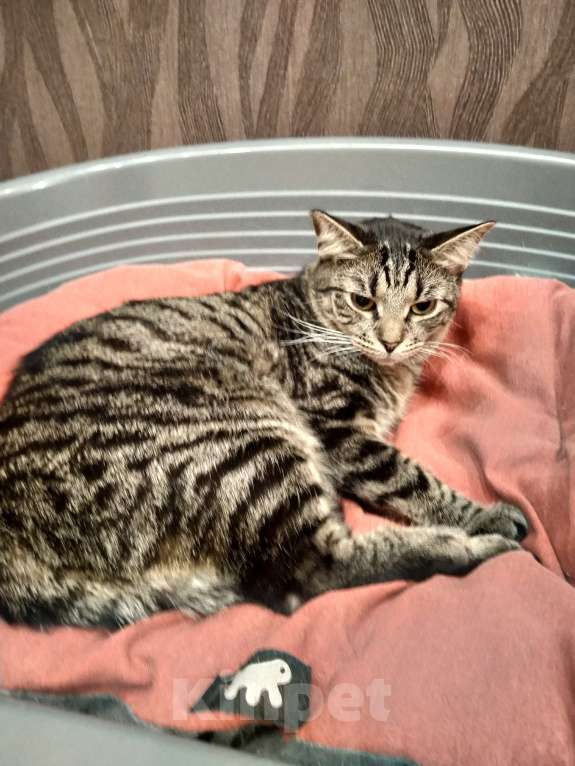 Кошки в Санкт-Петербурге: Котик Веня в добрые руки Девочка, Бесплатно - фото 1