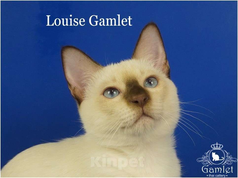 Кошки в Москве: Louis Gamlet Мальчик, 60 000 руб. - фото 3