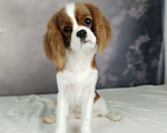 Собаки в Анапе: Кавалер Кинг Чарльз спаниель Девочка, 160 руб. - фото 1