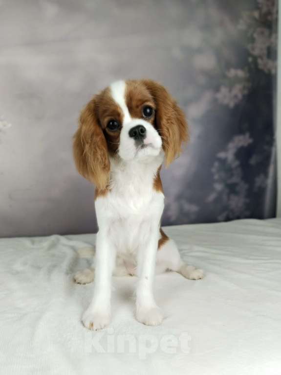 Собаки в Анапе: Кавалер Кинг Чарльз спаниель Девочка, 160 руб. - фото 1