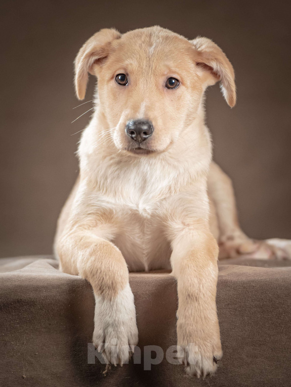 Собаки в Клине: Марли — верный друг готов следовать за вами по пятам Мальчик, Бесплатно - фото 7