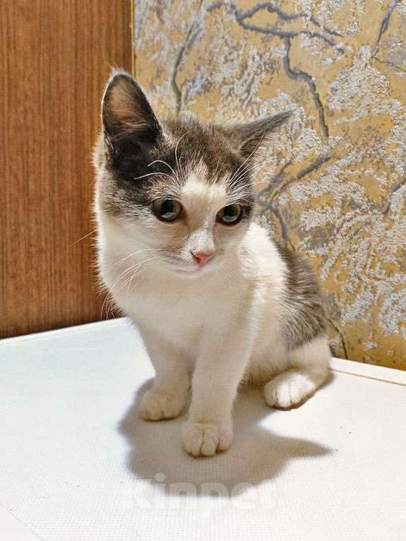 Кошки в Москве: Ищут дом домашние котики — они очень ждут своих людей Девочка, Бесплатно - фото 4