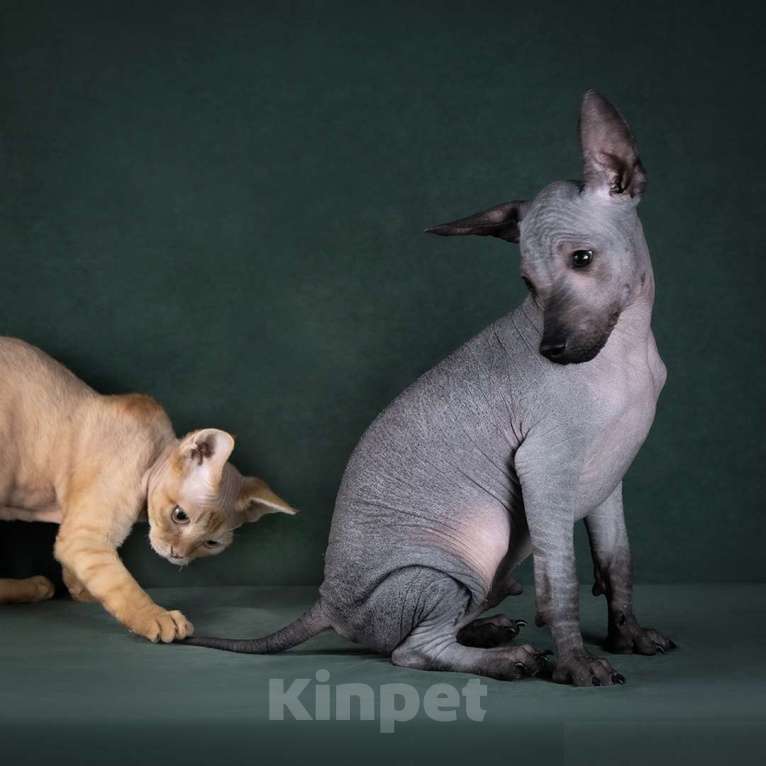 Собаки в Москве: Щенки мексиканской голой собаки (ксолоиткуинтли) Мальчик, Бесплатно - фото 3