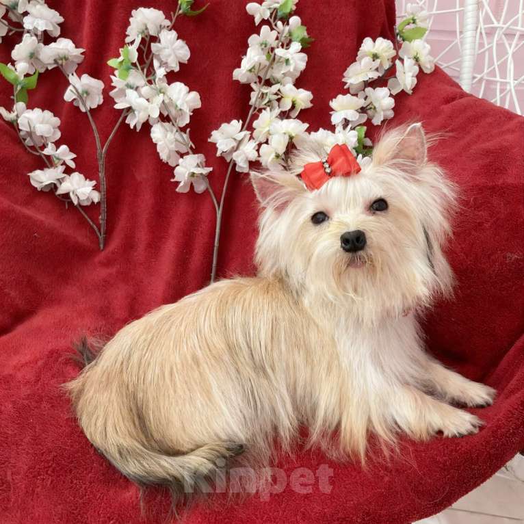 Собаки в Москве: Мини йорк девочка золотая подрощенная Девочка, 80 000 руб. - фото 1