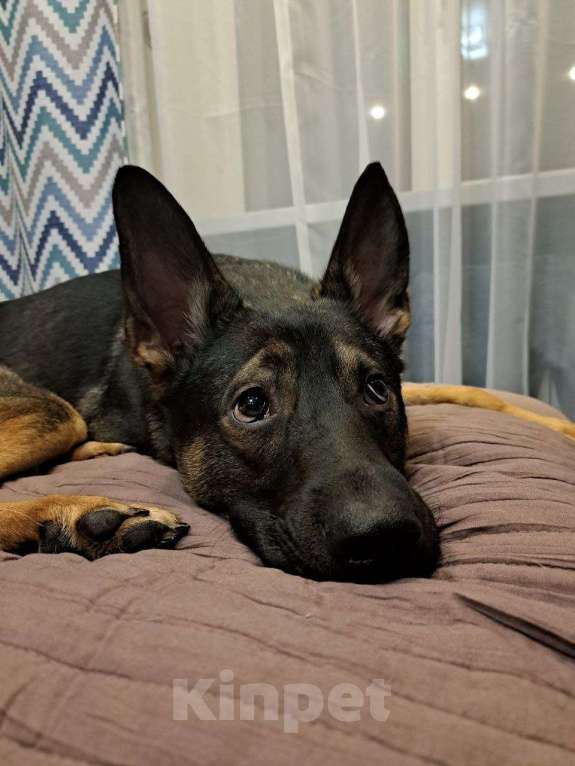 Собаки в Липецке: Немецкая овчарка в добрые руки Мальчик, 1 руб. - фото 3