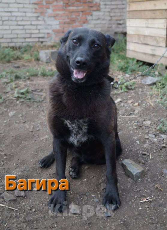 Собаки в Москве: БАГИРА-(спасённая из кровавого отлова) Нужен свой человек!Срочно! Девочка, 11 руб. - фото 1