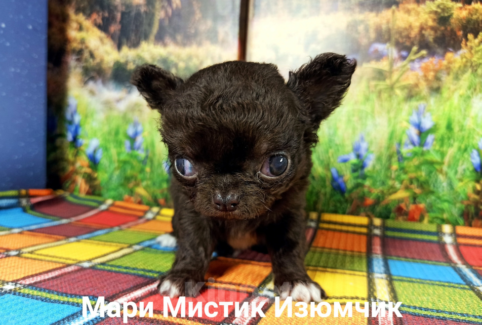 Собаки в Санкт-Петербурге: Мари Мистик Изюмчик Мини чихуахуа Мальчик, 100 000 руб. - фото 4