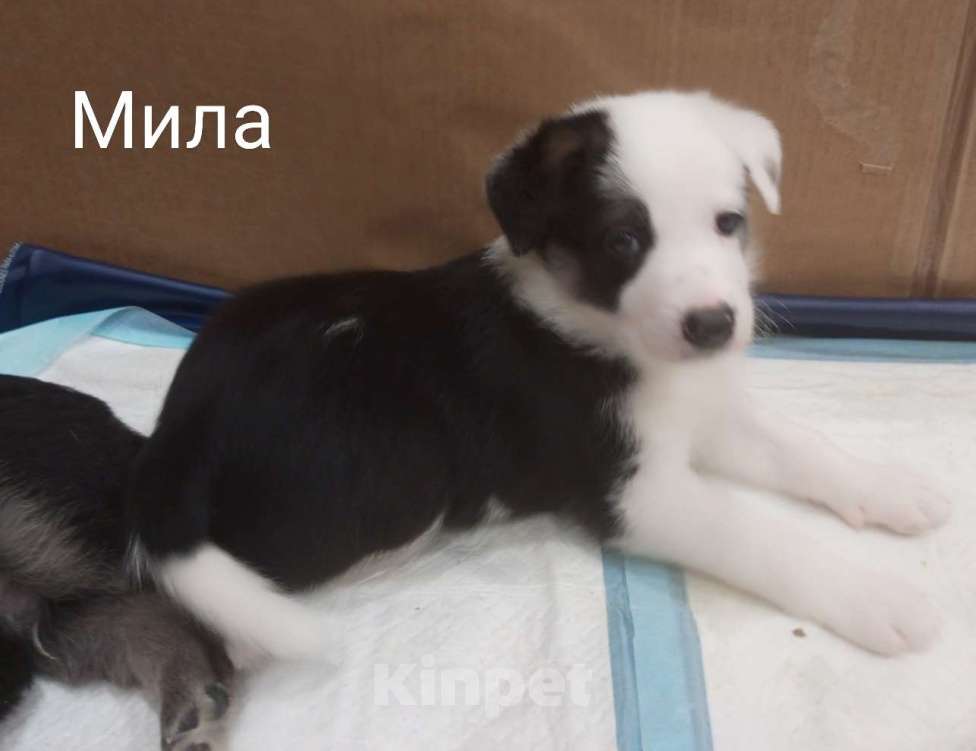 Собаки в Москве: Щенок в добрые руки Девочка, Бесплатно - фото 2