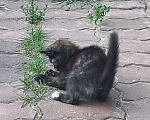 Кошки в Ногинске: Я ищу тебя ...... Девочка, Бесплатно - фото 8