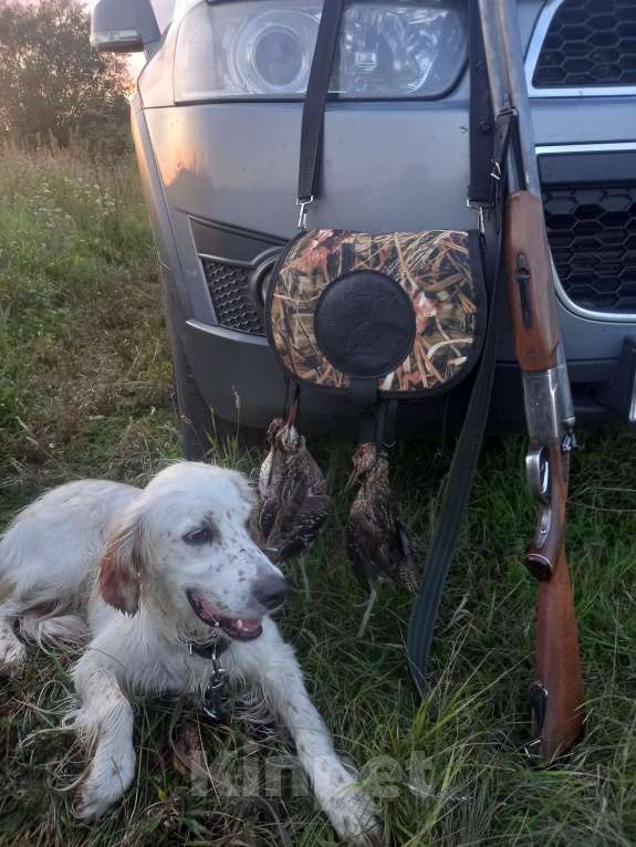 Собаки в Лакинске: Продам щенков английского сеттера.  Девочка, 60 000 руб. - фото 3