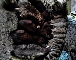 Кошки в Санкт-Петербурге: Ищу котятам любящих хозяев Мальчик, 1 руб. - фото 3