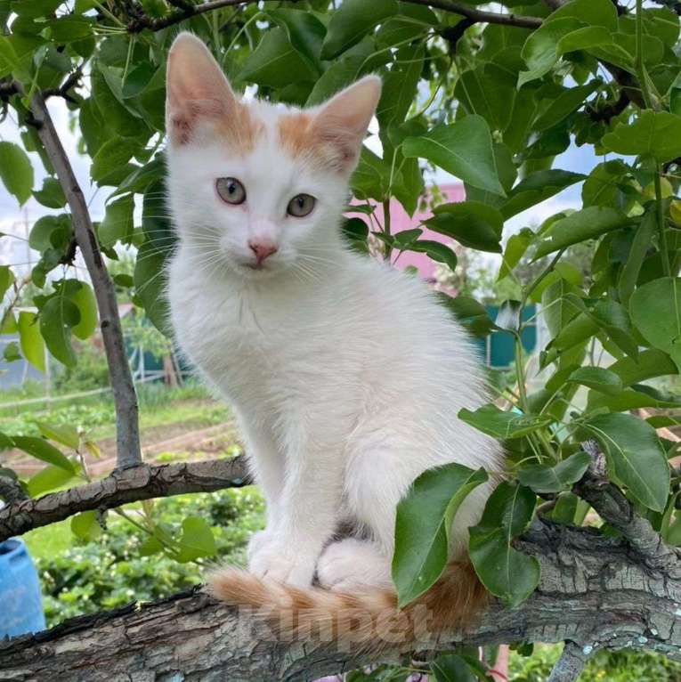 Кошки в Москве: Маленький котенок в добрые руки Мальчик, Бесплатно - фото 2