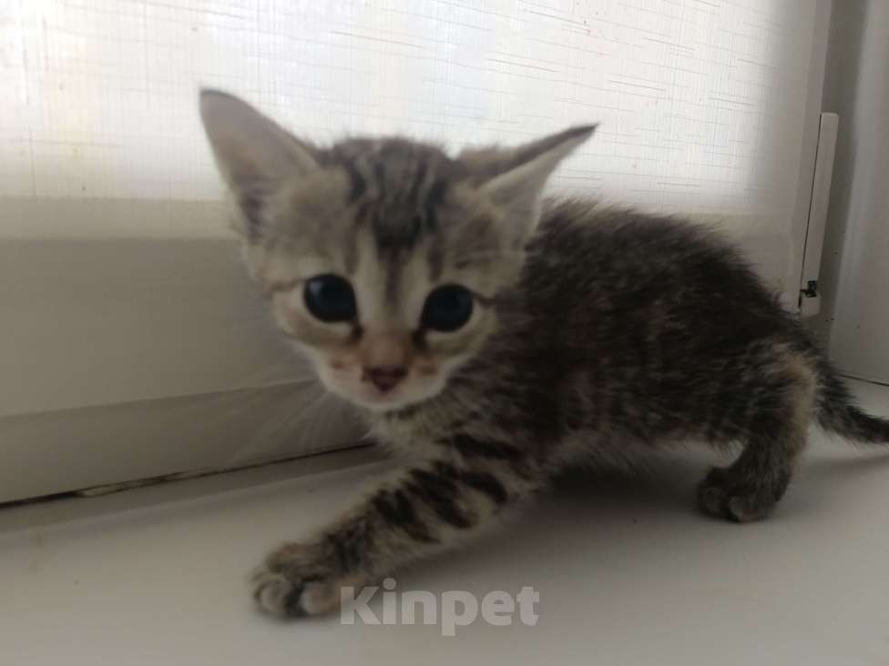 Кошки в Москве: Антистресс 2  Девочка, Бесплатно - фото 4