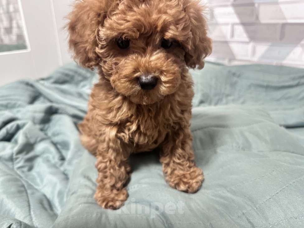 Собаки в Москве: Той Пудель  Теодор Мальчик, 140 000 руб. - фото 5