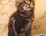 Кошки в Москве: Мейн Кун котята Мальчик, 20 000 руб. - фото 1