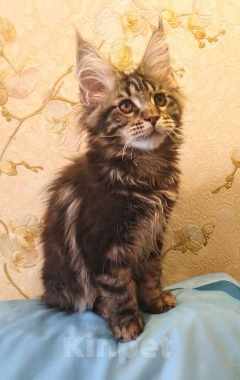 Кошки в Москве: Мейн Кун котята Мальчик, 20 000 руб. - фото 1