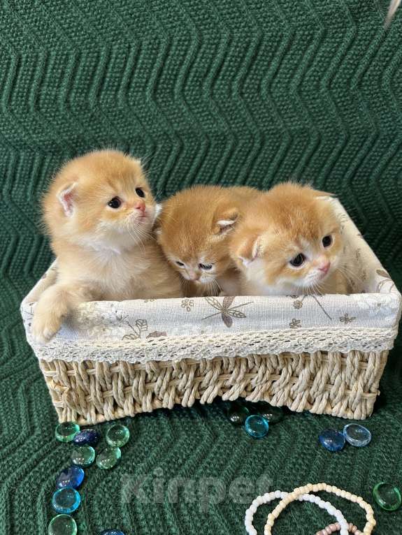 Кошки в Липецке: Шотландские котята  Мальчик, 18 000 руб. - фото 2
