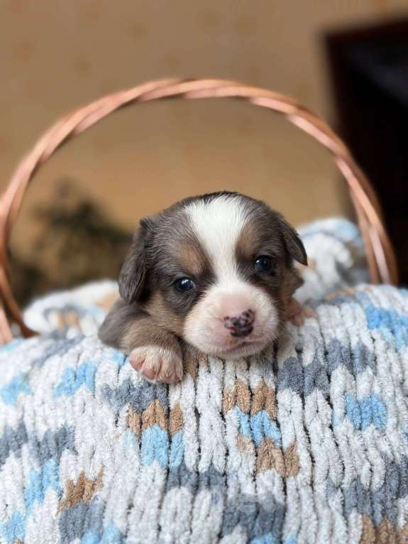 Собаки в Тольятти: Щенки Вельш корги кардиган  Мальчик, 60 000 руб. - фото 2